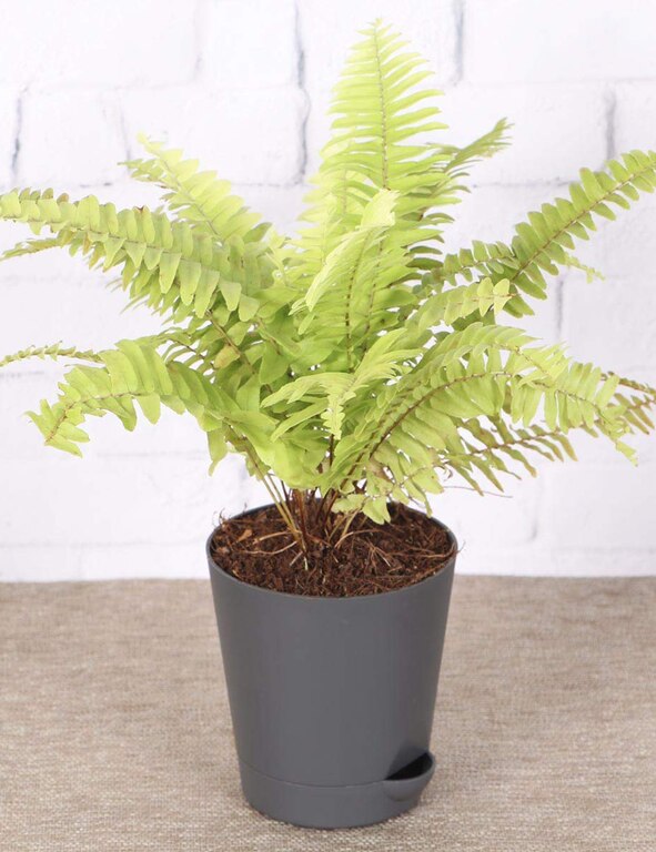Golden Fern Plant With Self Watering Pot